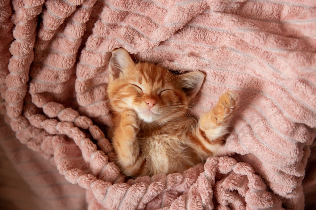 Guía para los primeros días con tu nuevo gatito 