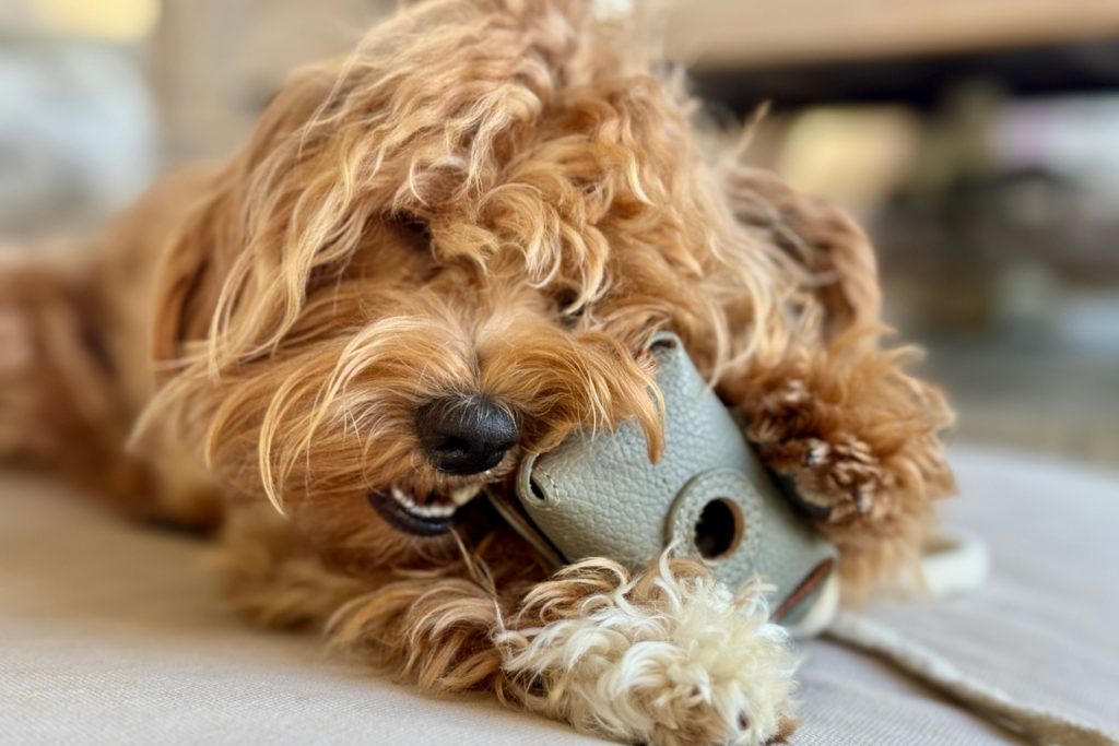 ¿Por qué mi perro muerde todo?