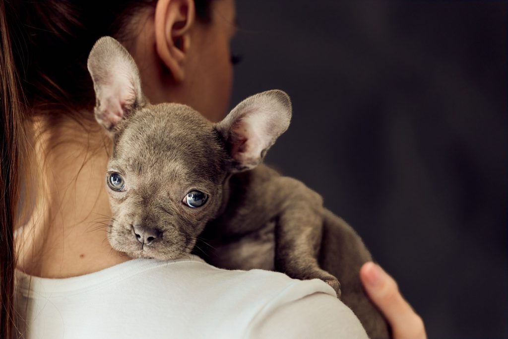 Consejos para cuando llega un nuevo cachorro a casa