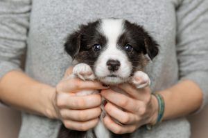 Primera visita a la peluquería: cómo preparar a tu cachorro
