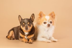 Las razas de perro pequeño que conquistan a todos 