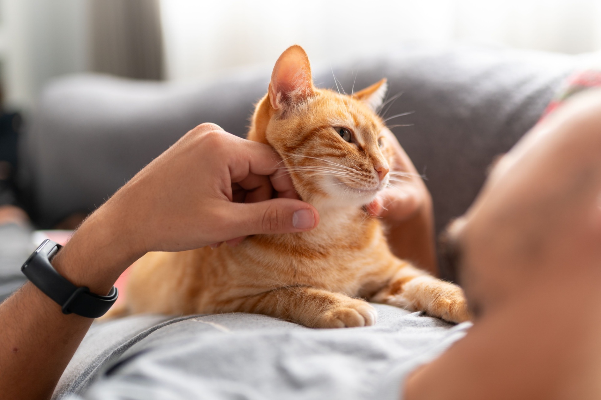 Cuánto vive un gato y cómo cuidarlo para que tenga una vida larga 