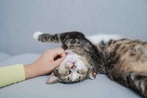 Antipulgas para gatos: qué usar y qué nunca ponerle