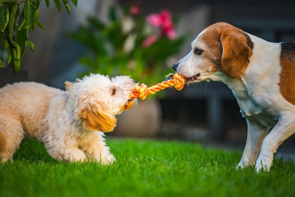 Qué juguetes necesita un cachorro para divertirse y aprender