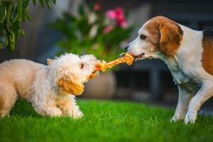 Qué juguetes necesita un cachorro para divertirse y aprender
