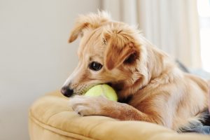 Adopté un perro, ¿y ahora qué? Todo lo que necesitas la primera semana