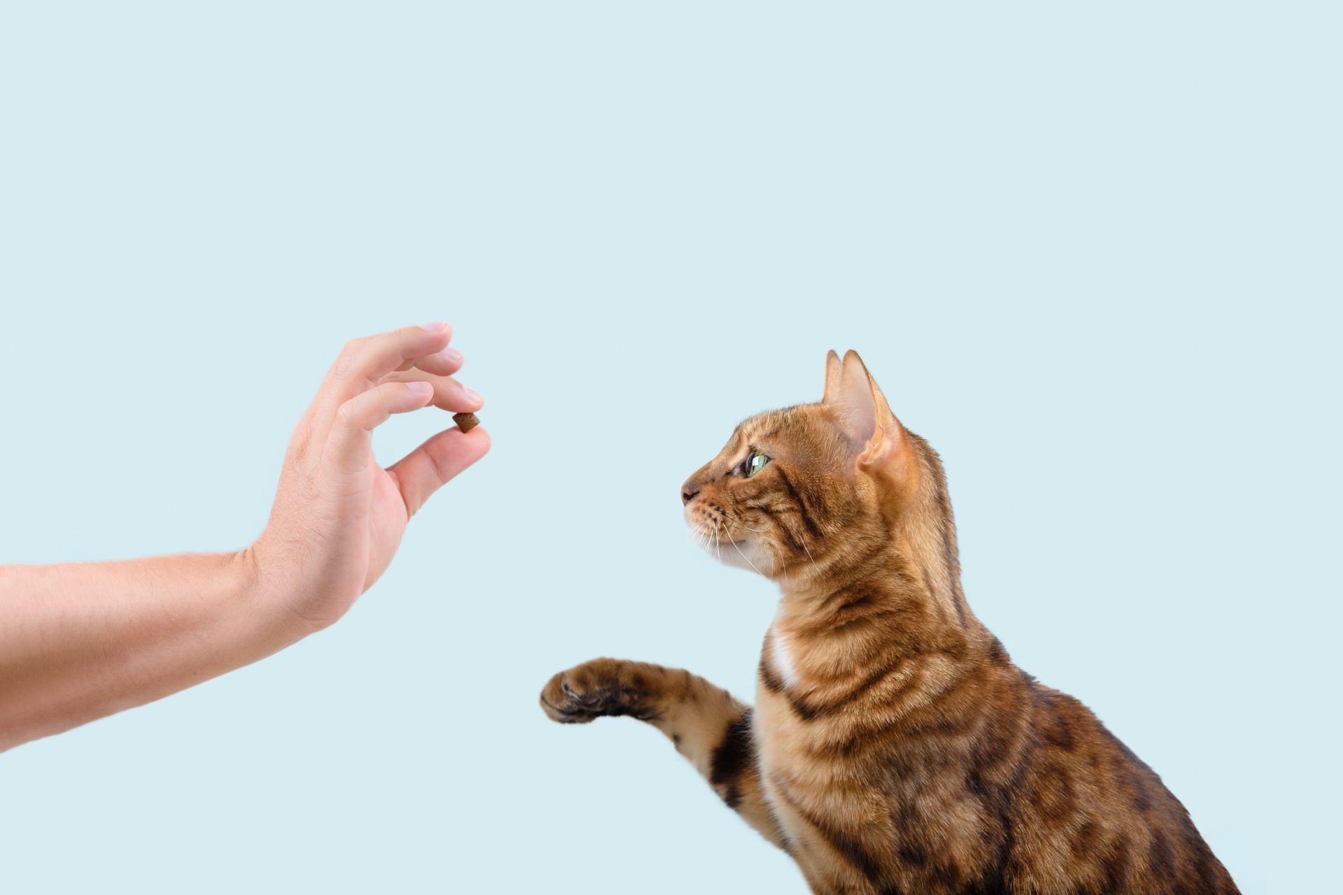 Trucos y hábitos para educar a tu gato en casa