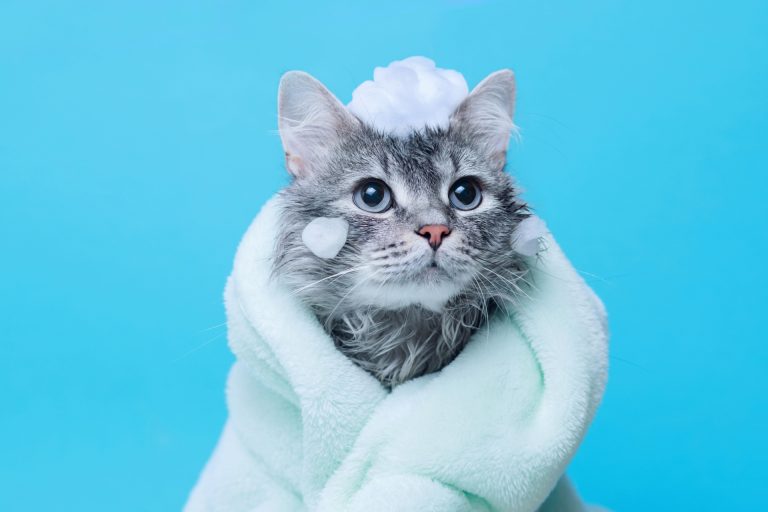 Cats and dogs