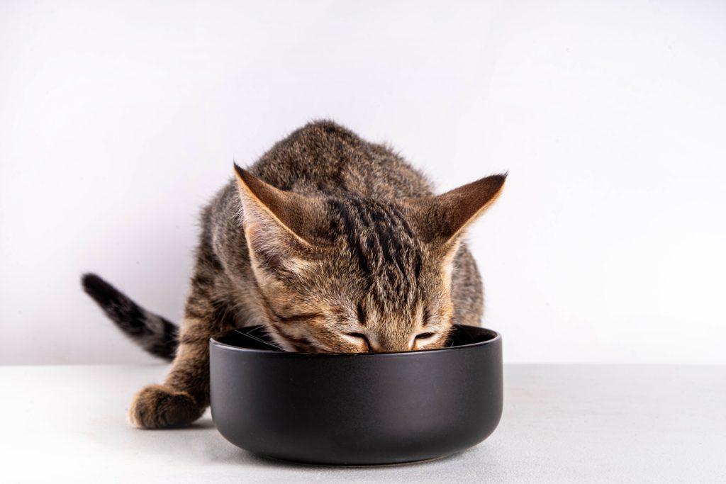 Gato comiendo 2