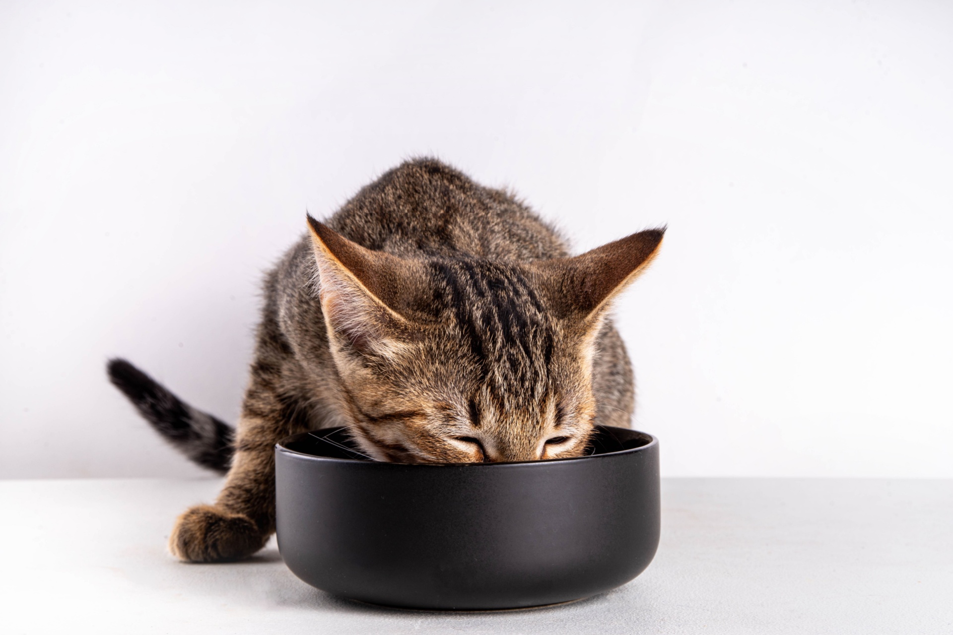 Gato comiendo 2