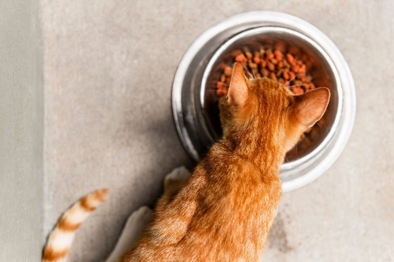 Descubre cuánto debe comer tu gato