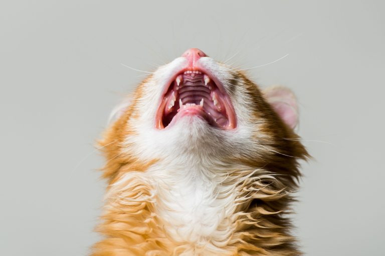 Cats and dogs