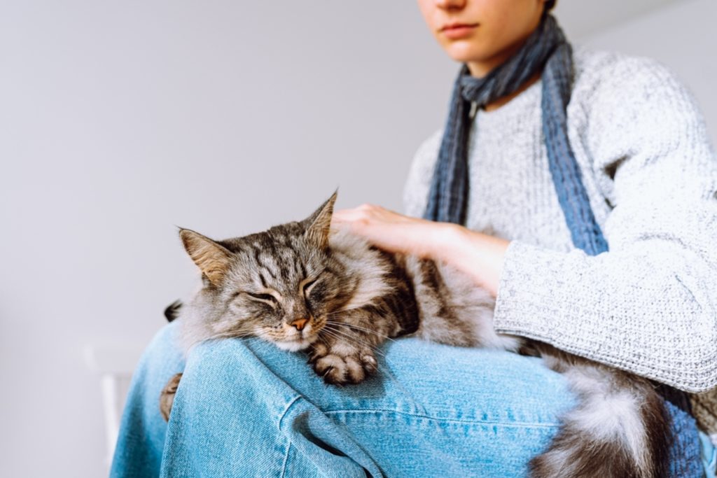 Cómo saber si mi gato está enfermo y necesita al veterinario