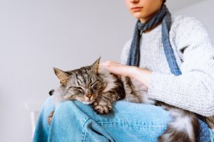 Cómo saber si mi gato está enfermo y necesita al veterinario