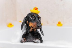 ¿Cada cuánto se baña un perro? Guía por raza, pelaje y edad