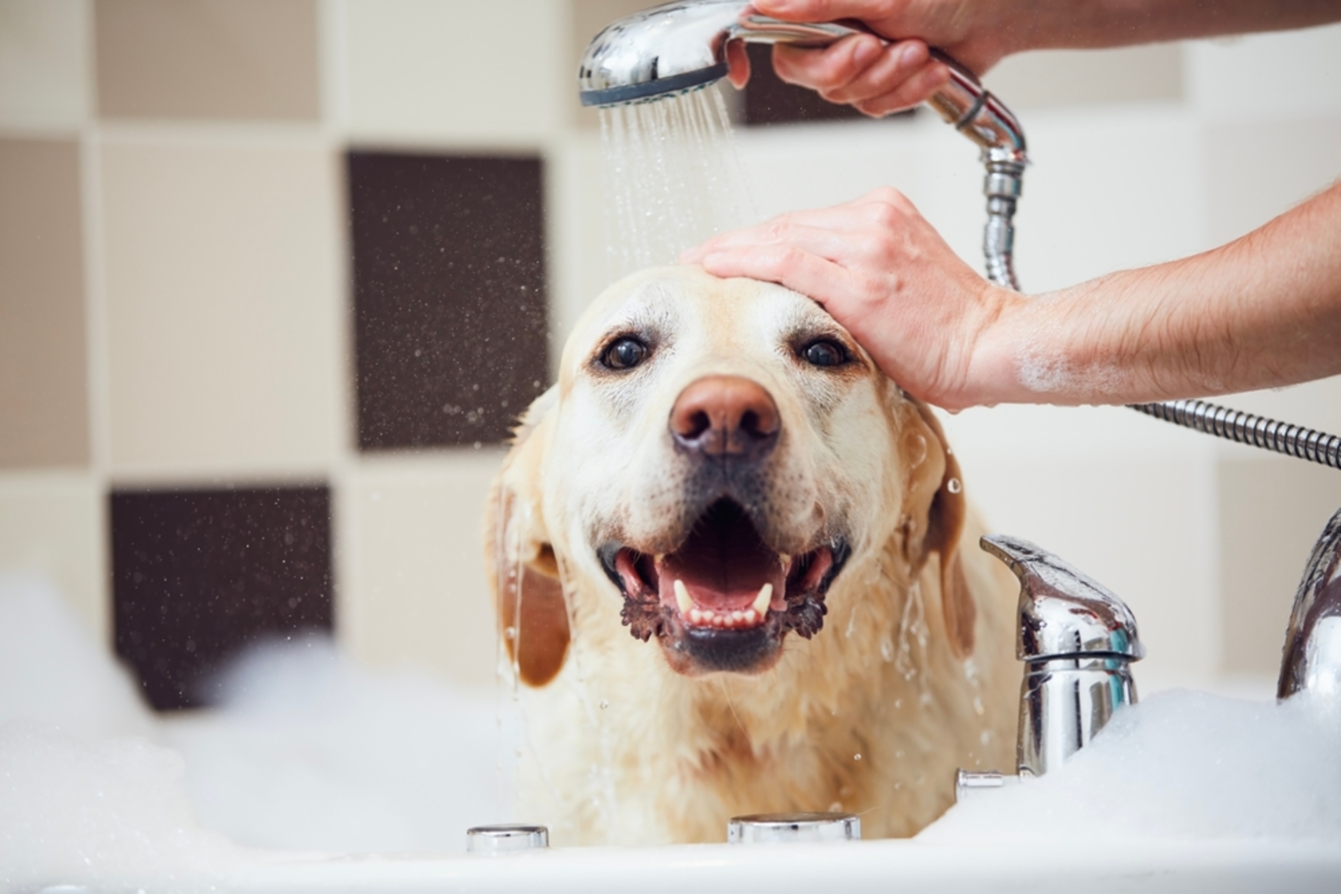 ¿Cada cuánto llevar a tu perro a la peluquería?