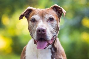 Cuidados para un Perro Senior: Guía Completa 