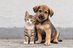 Dónde adoptar un perro o gato en Santiago: jornadas de adopción y fundaciones