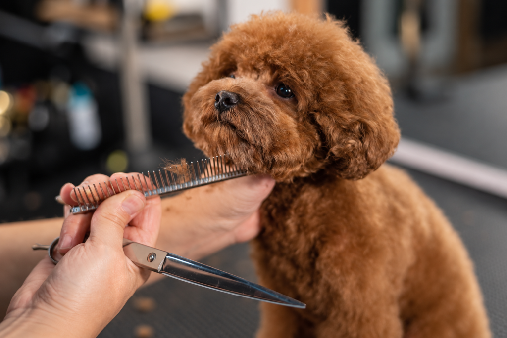 Las mejores peluquerías caninas en Santiago por comuna
