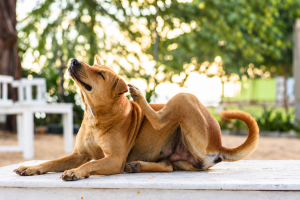 Garrapatas en perros: cómo sacarlas y prevenirlas en Chile