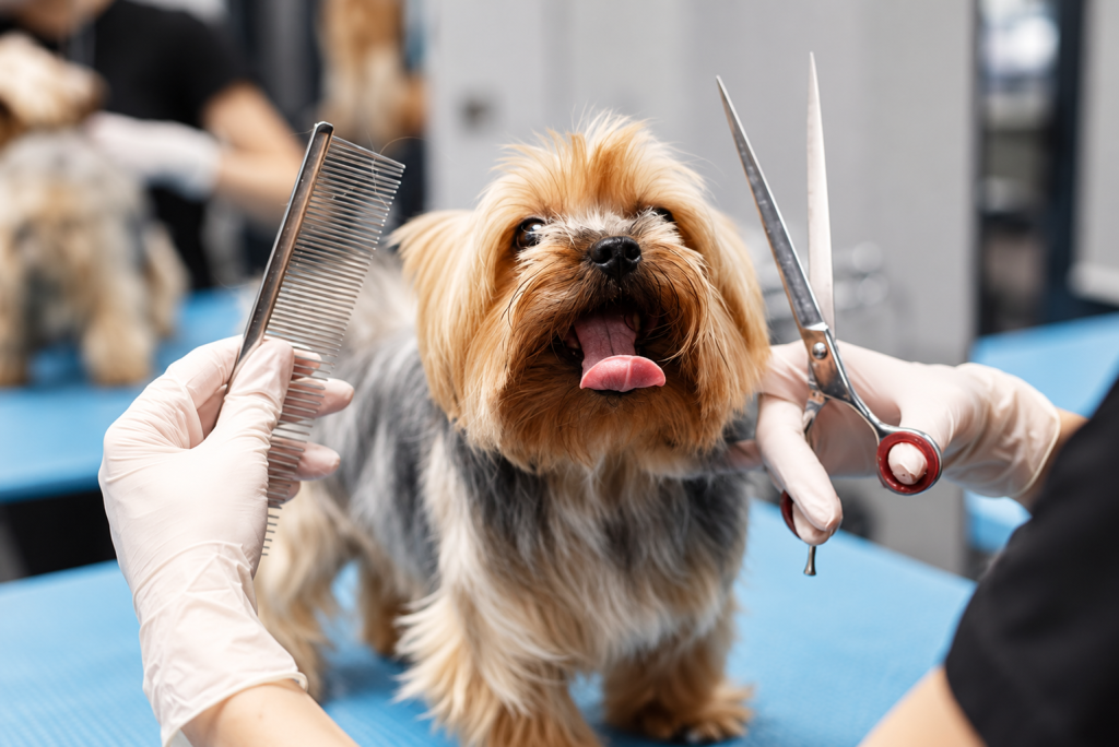 Peluquería canina en Talca, Concepción y Temuco: dónde agendar